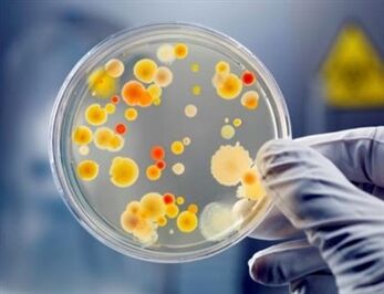 Bakterien können eine chronische Prostatitis verursachen