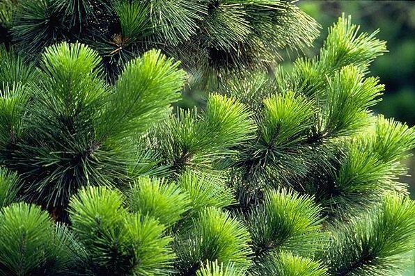 Nadeln zur Behandlung von Prostatitis